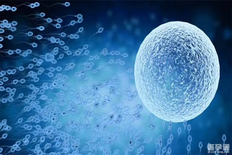 国内借卵试管代怀什么意思【国内借卵试管代怀：背后的利与弊】