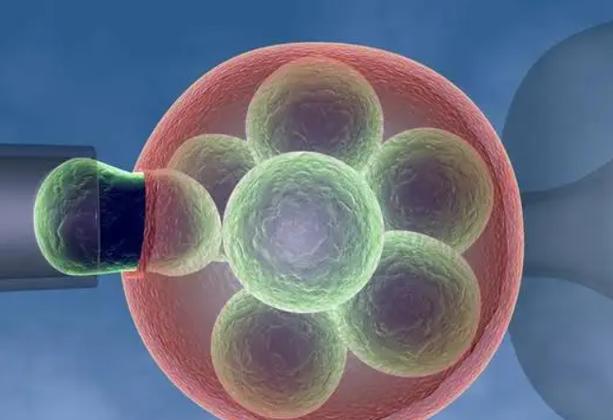 借卵试管代怀犯法吗_借卵试管代怀犯法？法律与伦理的界限在哪里？